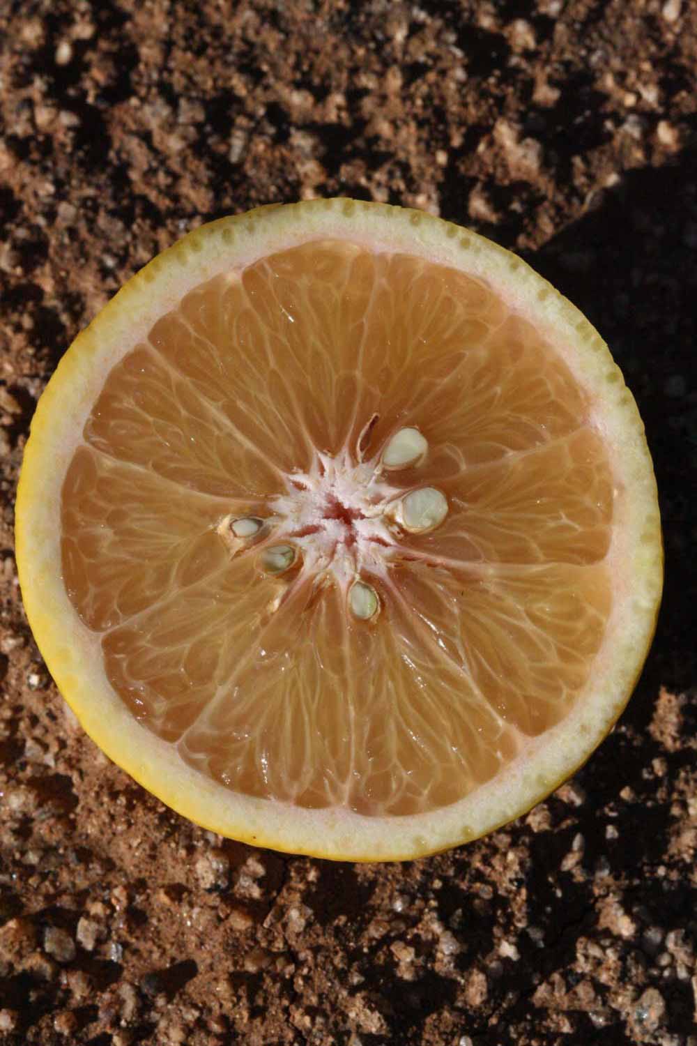            Fruit cross-section (Riverside, CA)   